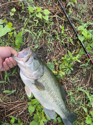 釣果