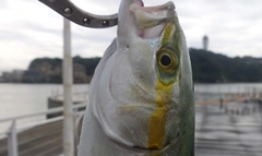 ワカシの釣果