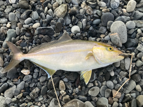 カンパチの釣果