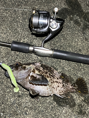 オウゴンムラソイの釣果