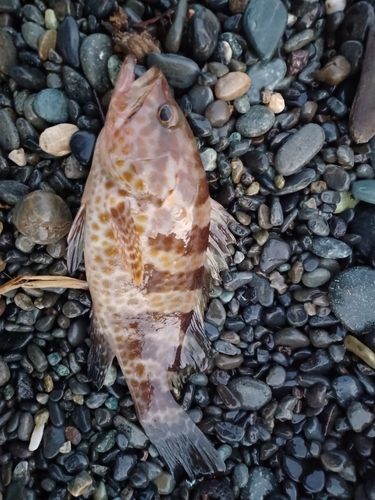 ショゴの釣果