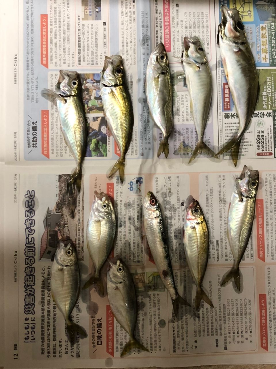 アジ