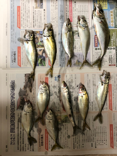 アジの釣果