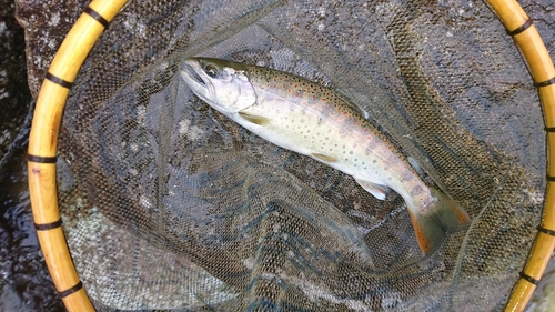 アマゴの釣果