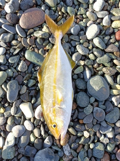 ショゴの釣果