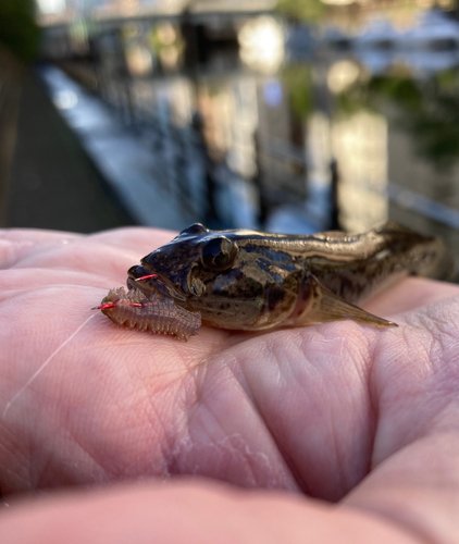 マハゼの釣果