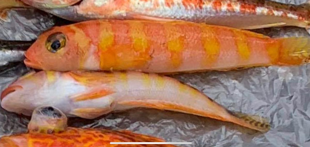 ROGGY(ろぎー)さんの釣果 1枚目の画像