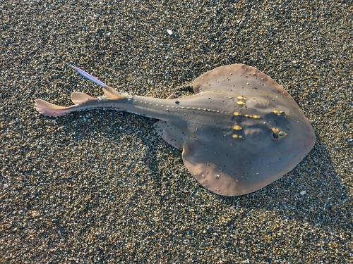 ウチワザメの釣果