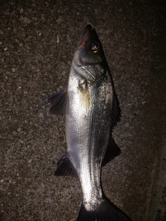 フッコ（マルスズキ）の釣果