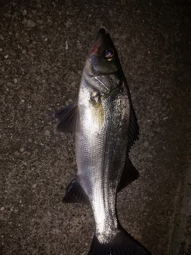 フッコ（マルスズキ）の釣果