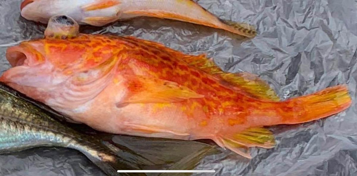 ROGGY(ろぎー)さんの釣果 1枚目の画像