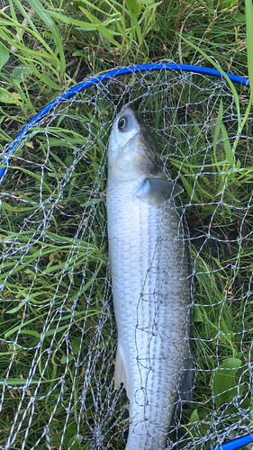 ボラの釣果