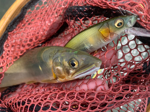 アユの釣果