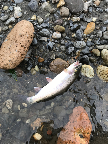 レインボートラウトの釣果