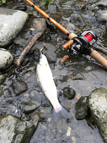 レインボートラウトの釣果