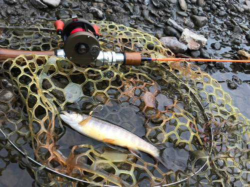 オショロコマの釣果