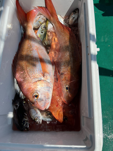 マダイの釣果