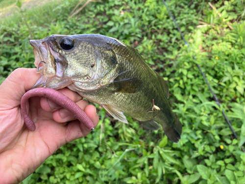 ブラックバスの釣果