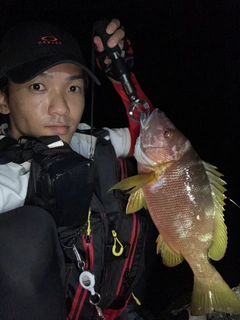 シブダイの釣果