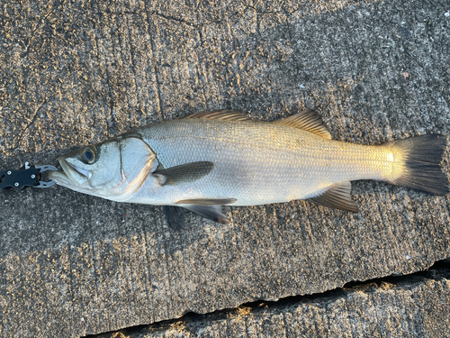 セイゴ（ヒラスズキ）の釣果