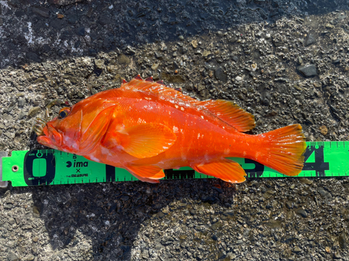 アカハタの釣果