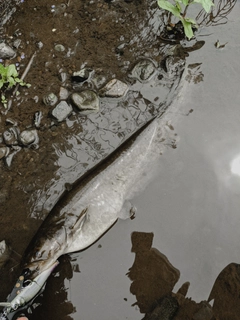 ナマズの釣果