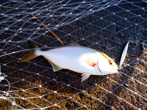 ショゴの釣果