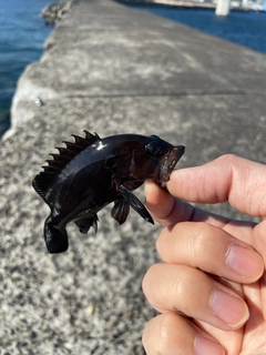 ヤミハタの釣果