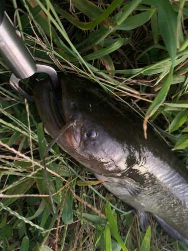 ナマズの釣果