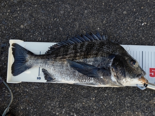 クロダイの釣果