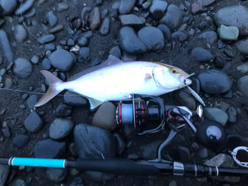 ショゴの釣果