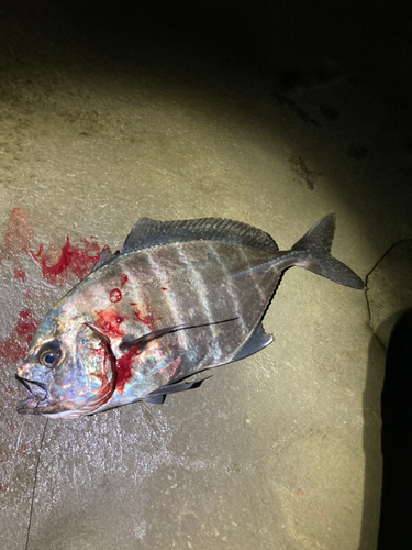 オキアジの釣果