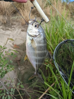 メッキの釣果