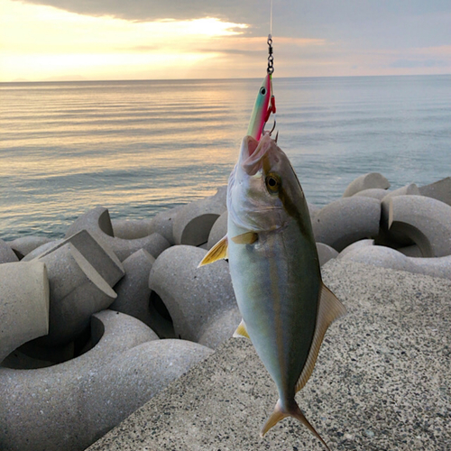 ネリゴの釣果