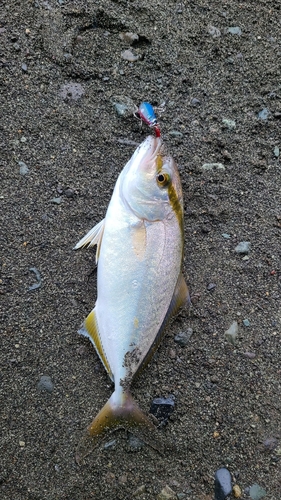 ショゴの釣果