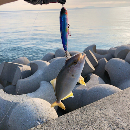 ネリゴの釣果