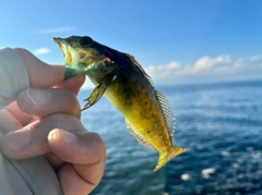 アナハゼの釣果