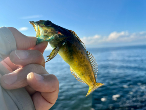 アナハゼの釣果