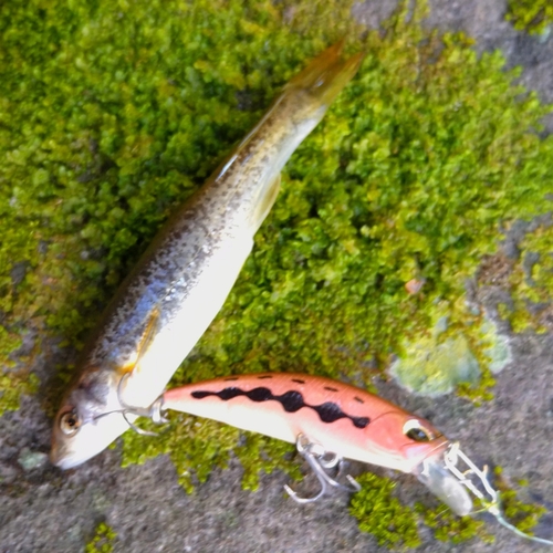 ウグイの釣果