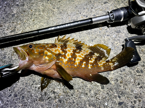 アコウの釣果