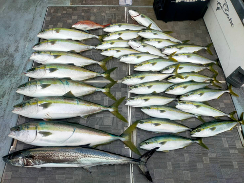 ブリの釣果