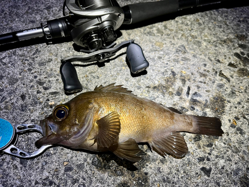 メバルの釣果