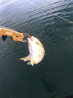 ショゴの釣果