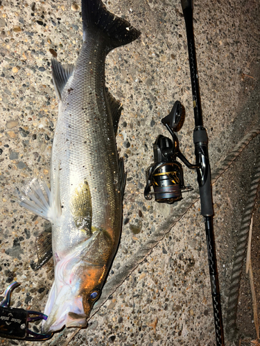 シーバスの釣果