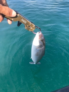 ショゴの釣果