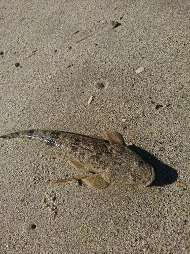 マゴチの釣果