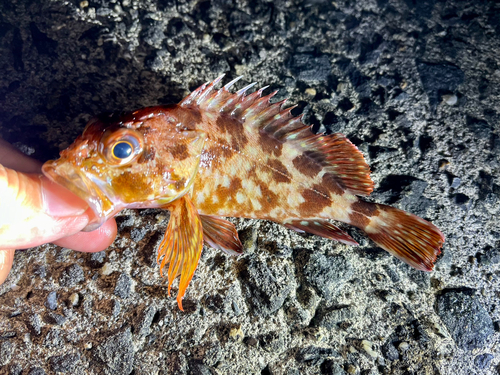 ガシラの釣果