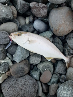 ショゴの釣果