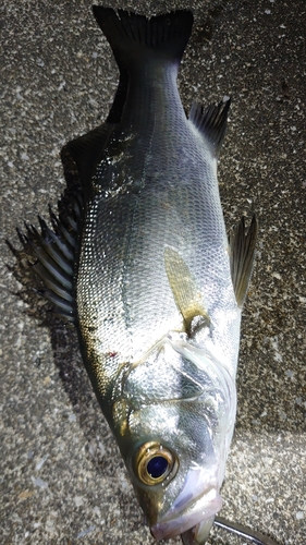 セイゴ（ヒラスズキ）の釣果