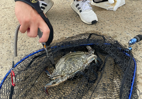 ガザミの釣果